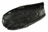 Bargain, Fossil Sperm Whale (Scaldicetus) Tooth - South Carolina #277325-1